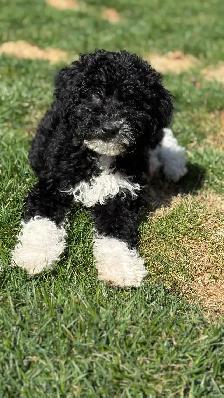 Mini Bernedoodle Girls - Photo 5