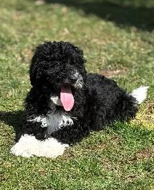Mini Bernedoodle Girls - Photo 6