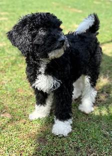 Mini Bernedoodle Girls - Photo 7