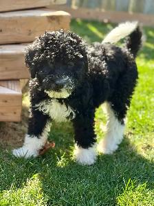 Mini Bernedoodle Girls - Photo 8