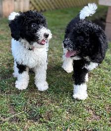 Mini Bernedoodle Girls - Photo 9