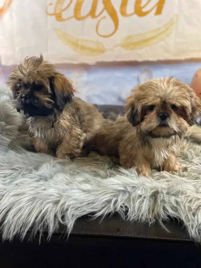 2 beautiful male Shih Tzu’s available