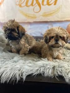 2 beautiful male Shih Tzu’s available
