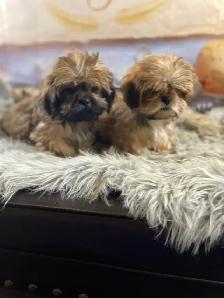 2 beautiful male Shih Tzu’s available - Photo 2