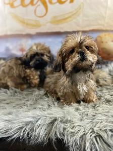 2 beautiful male Shih Tzu’s available - Photo 3