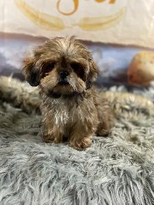 2 beautiful male Shih Tzu’s available - Photo 4