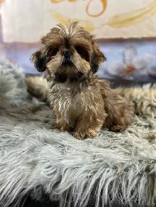 2 beautiful male Shih Tzu’s available - Photo 5