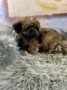 2 beautiful male Shih Tzu’s available - Photo 6