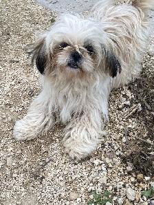 2 beautiful male Shih Tzu’s available - Photo 7