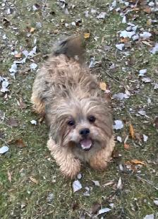 2 beautiful male Shih Tzu’s available - Photo 8