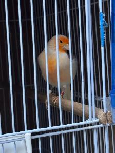 canaries for sale - Photo 2