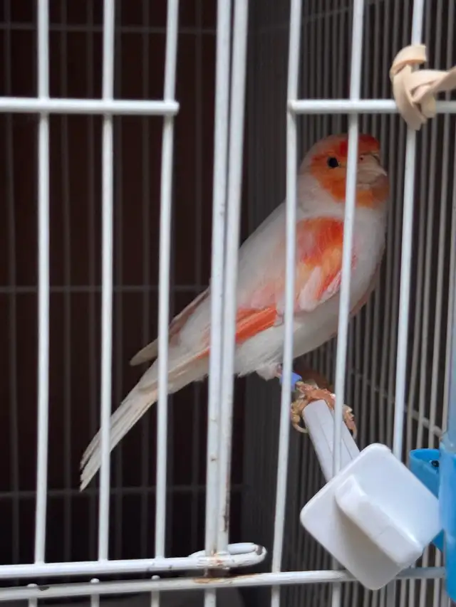 canaries for sale - Photo 3