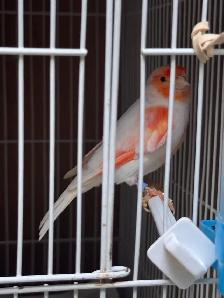 canaries for sale - Photo 3