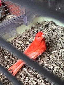 canaries for sale - Photo 4