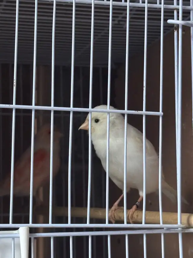 canaries for sale - Photo 5