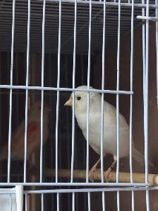 canaries for sale - Photo 5