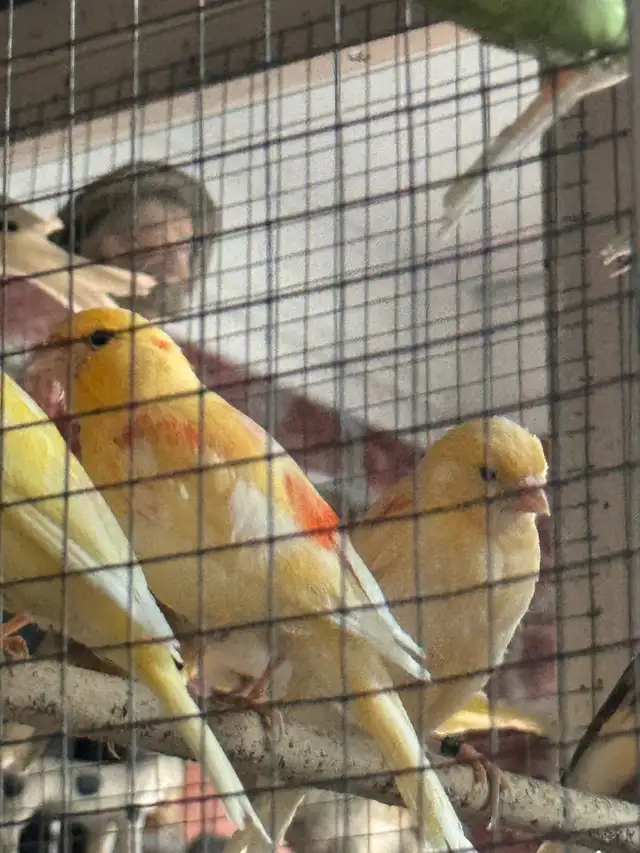 canaries for sale - Photo 6