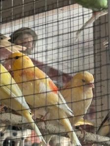 canaries for sale - Photo 6