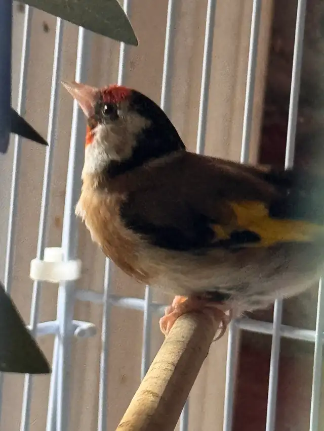 canaries for sale - Photo 7