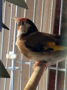 canaries for sale - Photo 7