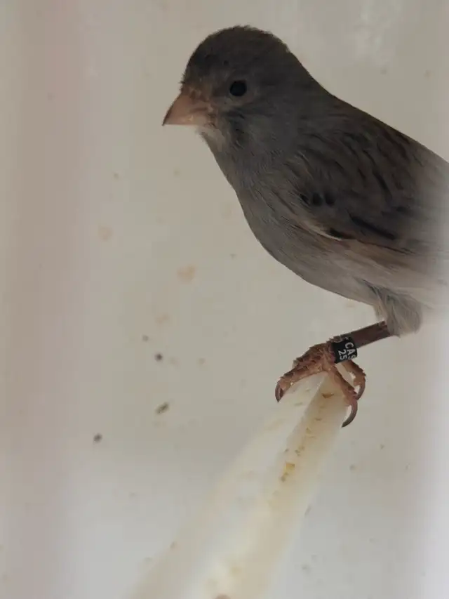 canaries for sale - Photo 8