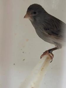 canaries for sale - Photo 8