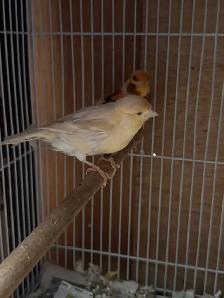 canaries for sale - Photo 9
