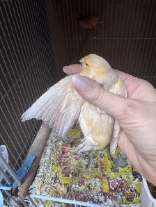 canaries for sale - Photo 10