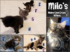 Maine Coon Cross Kittens. Friendliest Mother ever!