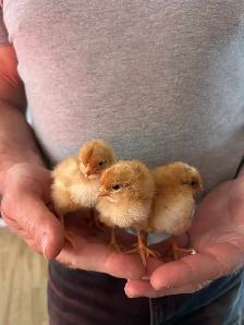 Poussins