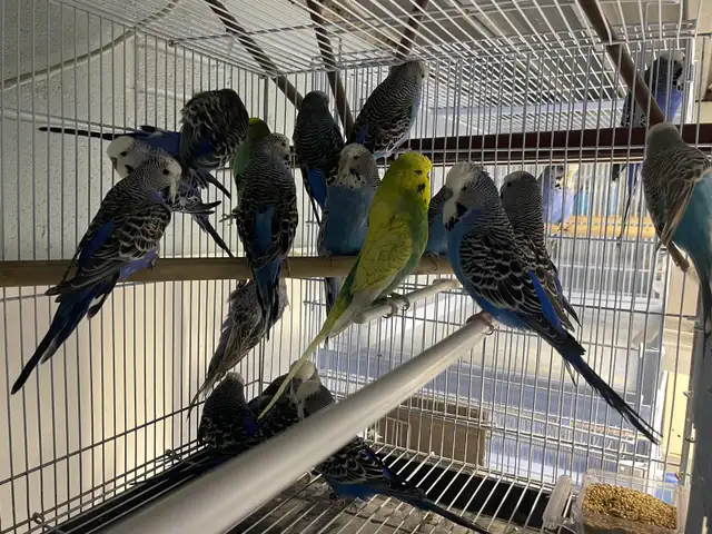 English budgies