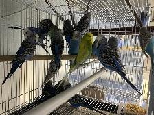 English budgies