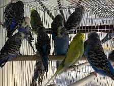 English budgies - Photo 2