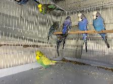 English budgies - Photo 3