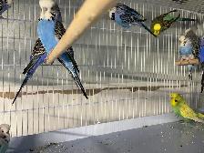 English budgies - Photo 4