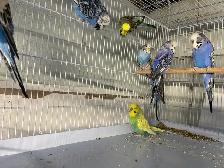 English budgies - Photo 5
