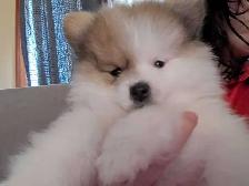 Chiots Poméranien cherchent une famille pour la vie.