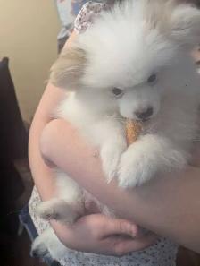 Chiots Poméranien cherchent une famille pour la vie. - Photo 5