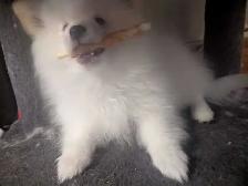 Chiots Poméranien cherchent une famille pour la vie. - Photo 6