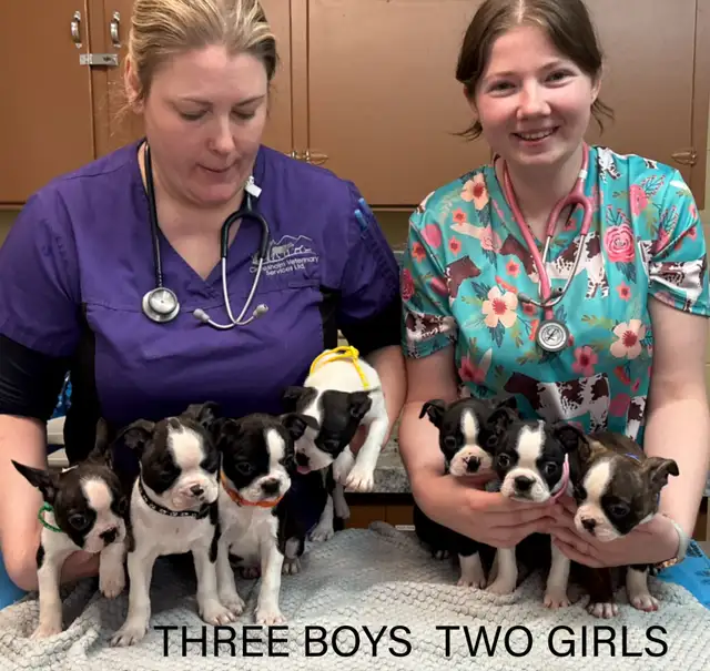 GORGEOUS PUREBRED BOSTON TERRIER BABIES