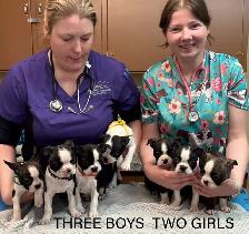 GORGEOUS PUREBRED BOSTON TERRIER BABIES