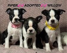 GORGEOUS PUREBRED BOSTON TERRIER BABIES - Photo 2