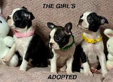 GORGEOUS PUREBRED BOSTON TERRIER BABIES - Photo 3