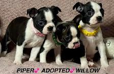GORGEOUS PUREBRED BOSTON TERRIER BABIES - Photo 4