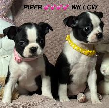 GORGEOUS PUREBRED BOSTON TERRIER BABIES - Photo 5