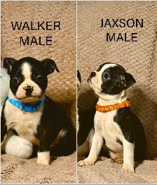 GORGEOUS PUREBRED BOSTON TERRIER BABIES - Photo 6
