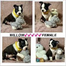 GORGEOUS PUREBRED BOSTON TERRIER BABIES - Photo 7