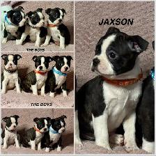 GORGEOUS PUREBRED BOSTON TERRIER BABIES - Photo 8