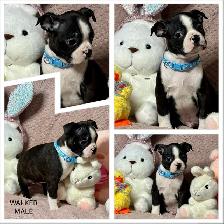 GORGEOUS PUREBRED BOSTON TERRIER BABIES - Photo 9