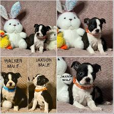 GORGEOUS PUREBRED BOSTON TERRIER BABIES - Photo 10